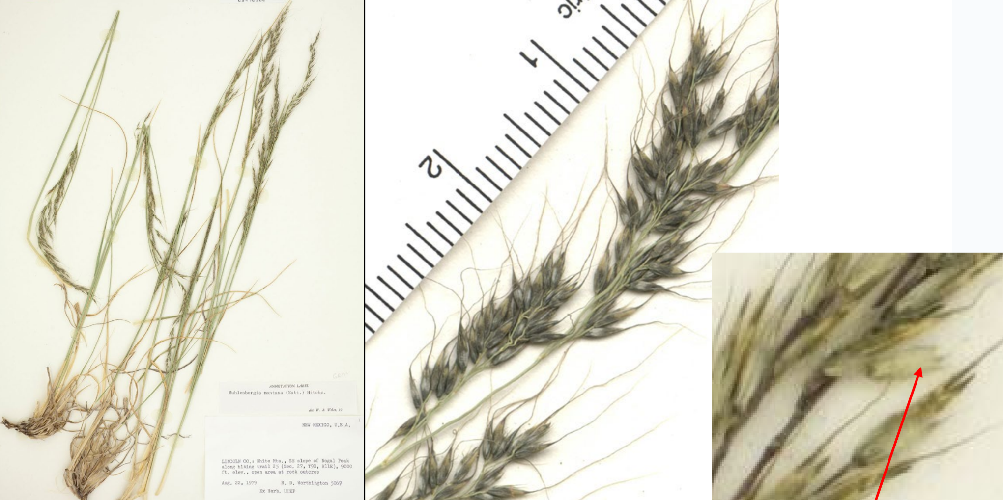 <p>Muhly spikelet with tight panicle</p><p>Long, wavy awns</p><p>Leaves start at base</p><p>Frog foot on 2nd glume</p>