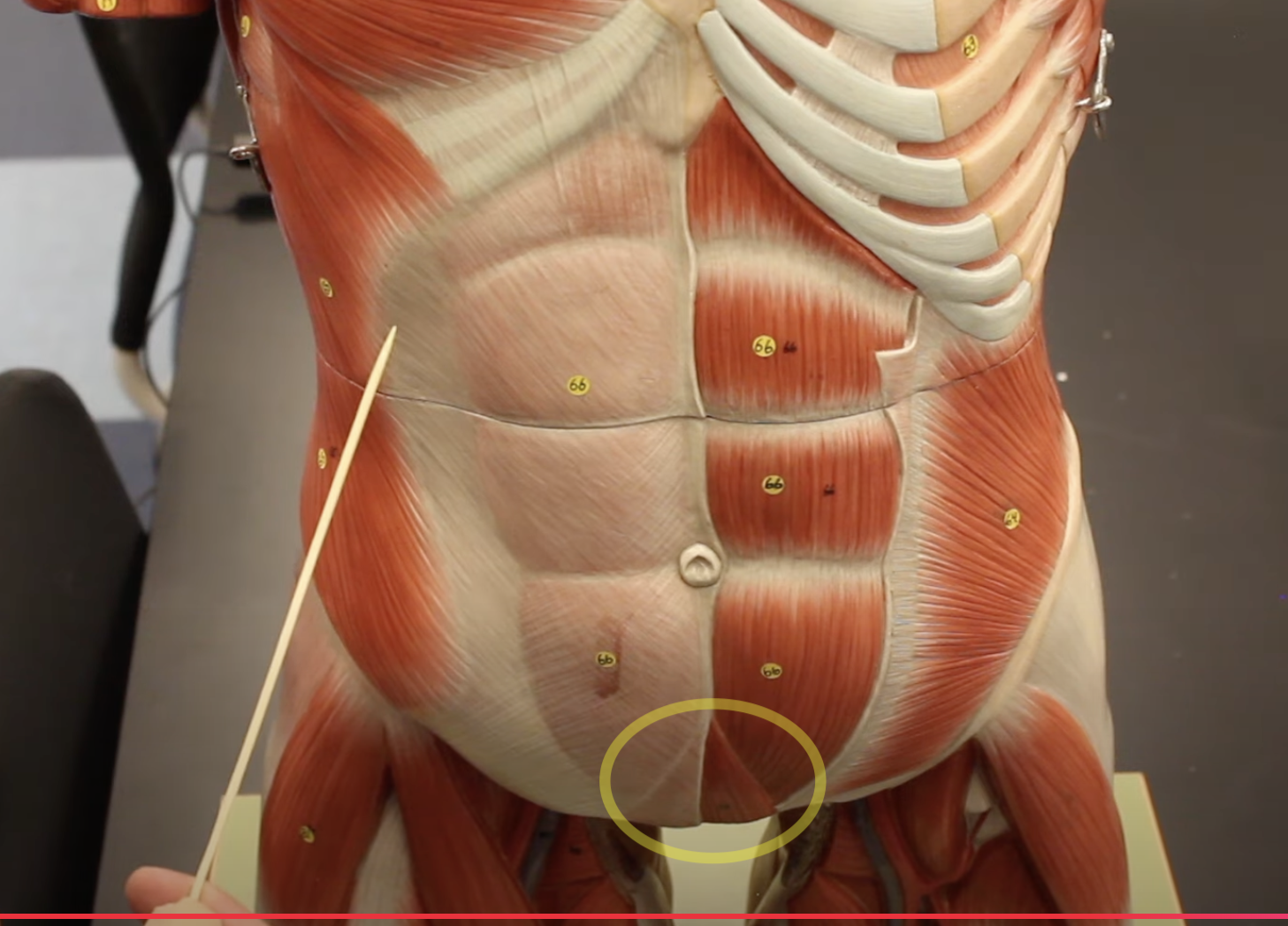 <p>What muscle is this?*****</p>