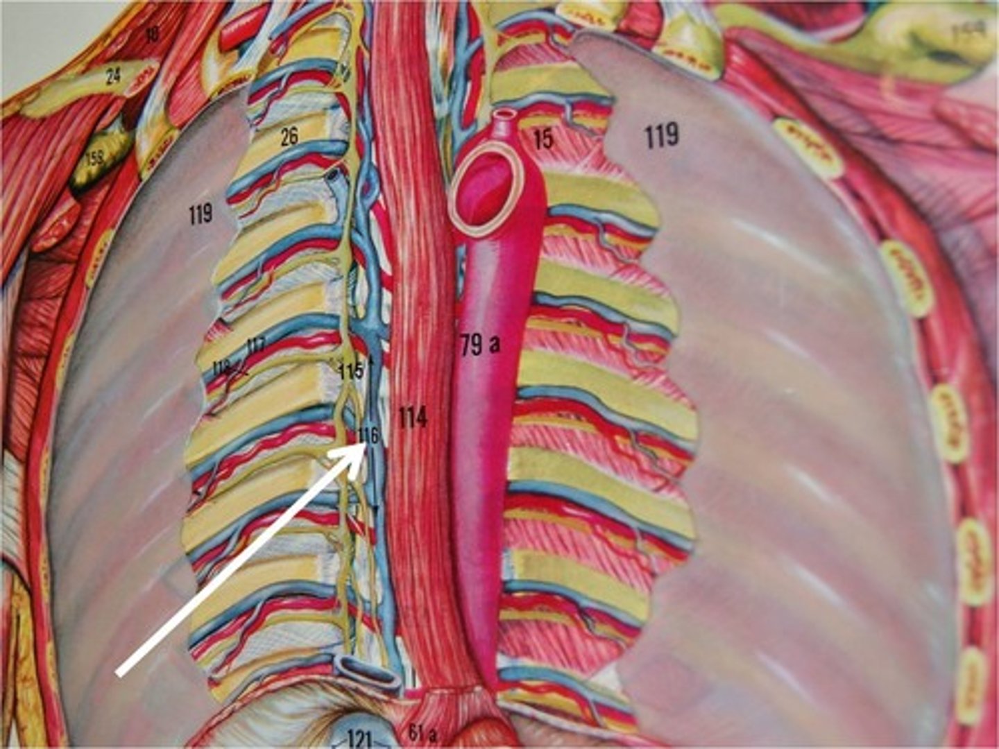 <p>running along vertebrae</p>
