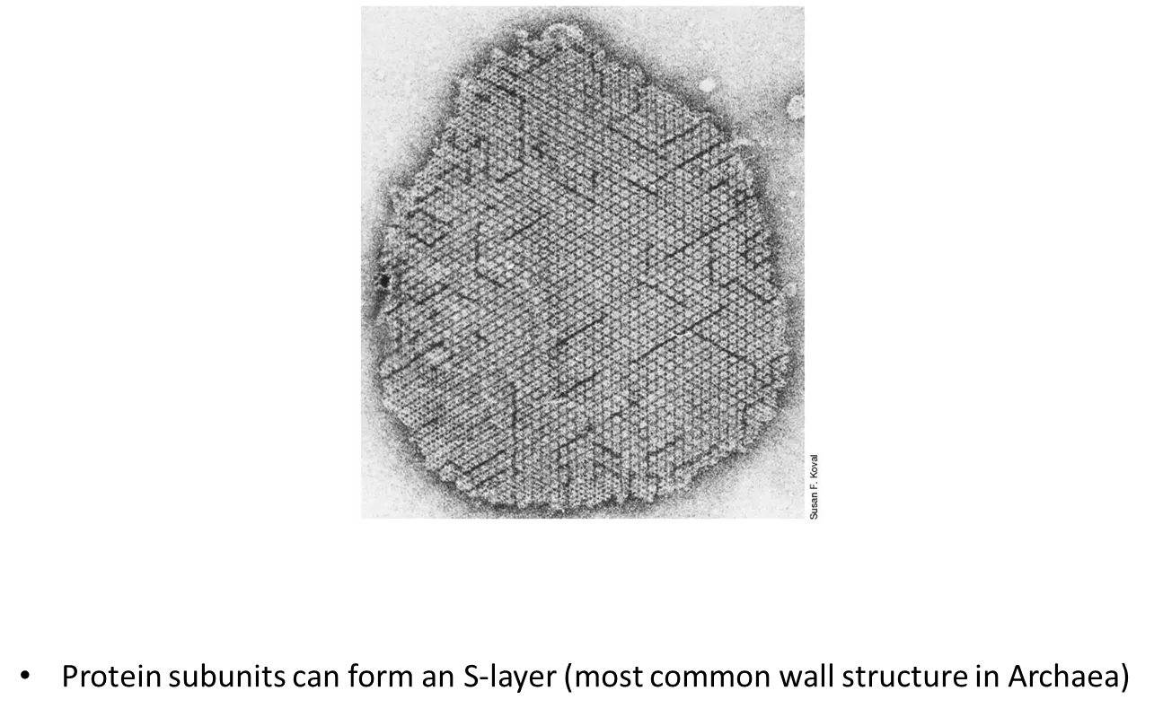 <ul><li><p>archaea <strong>don’t have peptidoglycan</strong> in their cell walls</p></li><li><p>they <strong>don’t have an outer membrane</strong> like G-ve bacteria</p></li><li><p>protein subunits can form an <strong>S-layer</strong></p></li><li><p>the structure of the cell walls varies a lot between archaeal species</p></li></ul><p></p>