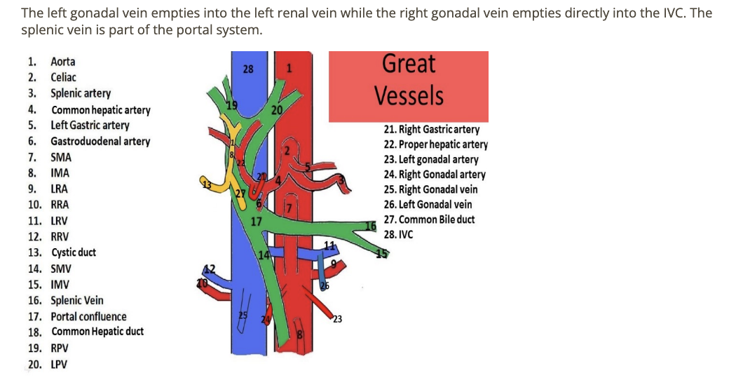<p>d) splenic vein</p>