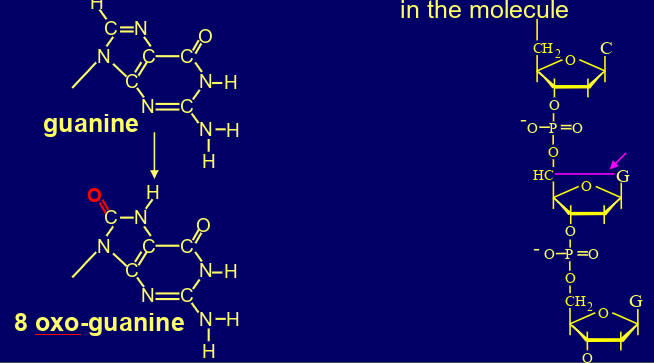 <p>what are the ways ROS damage DNA?</p>