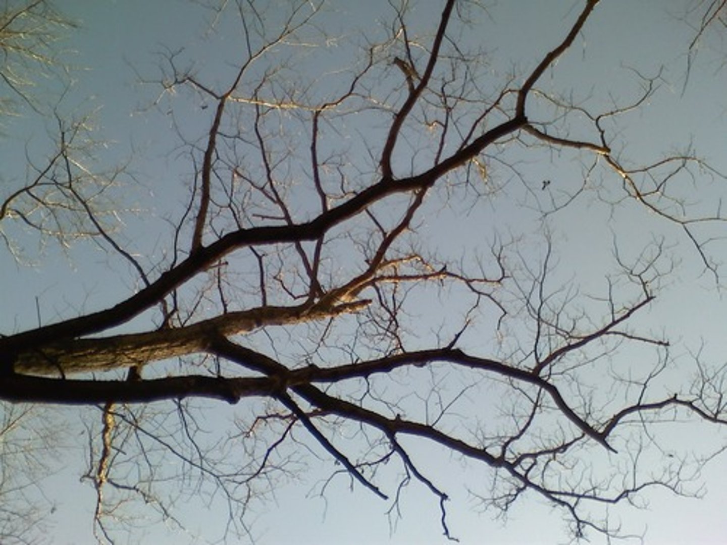 <p>a large branch of a tree</p>