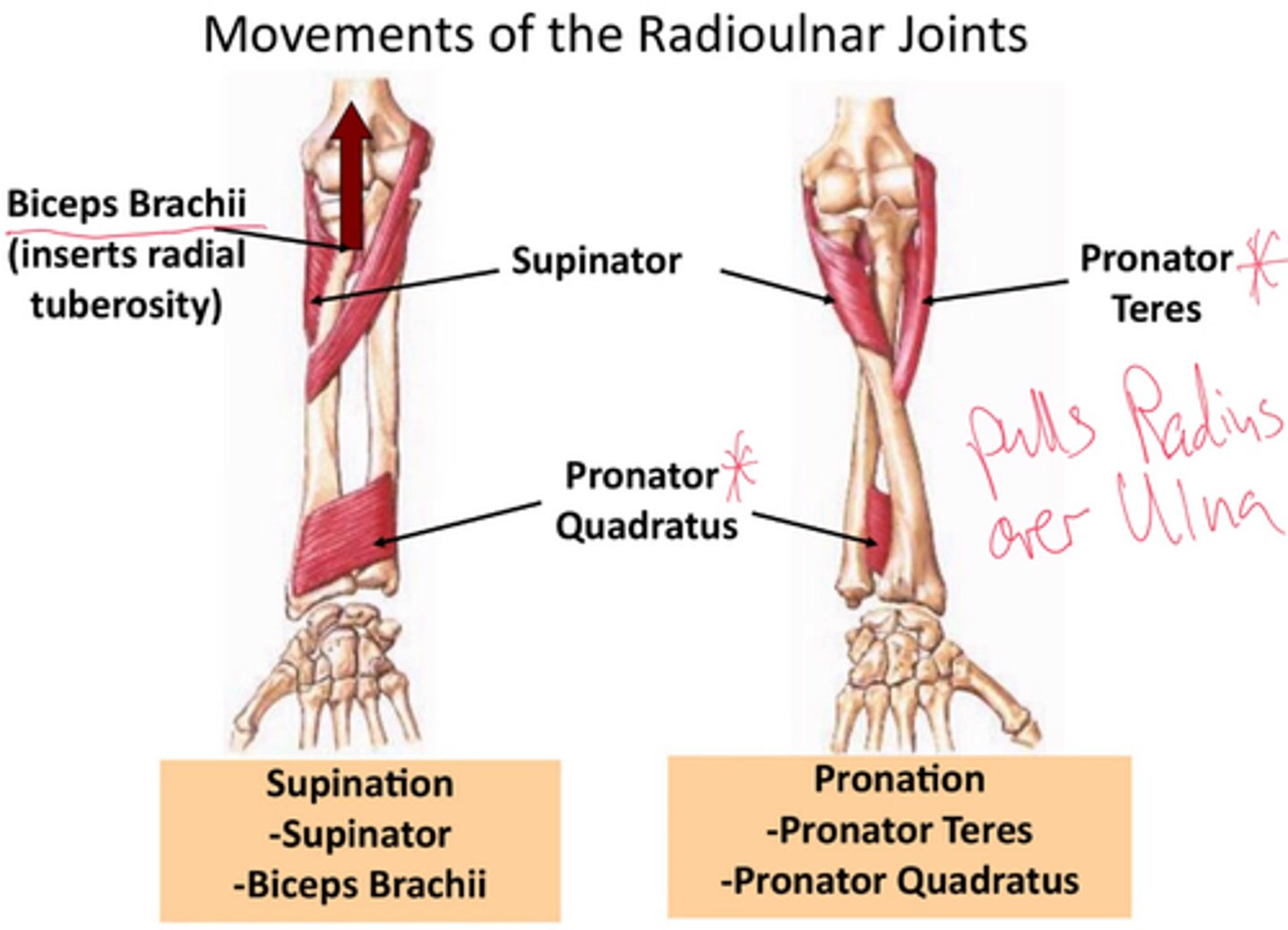 <p>Supination of the forearm.</p>
