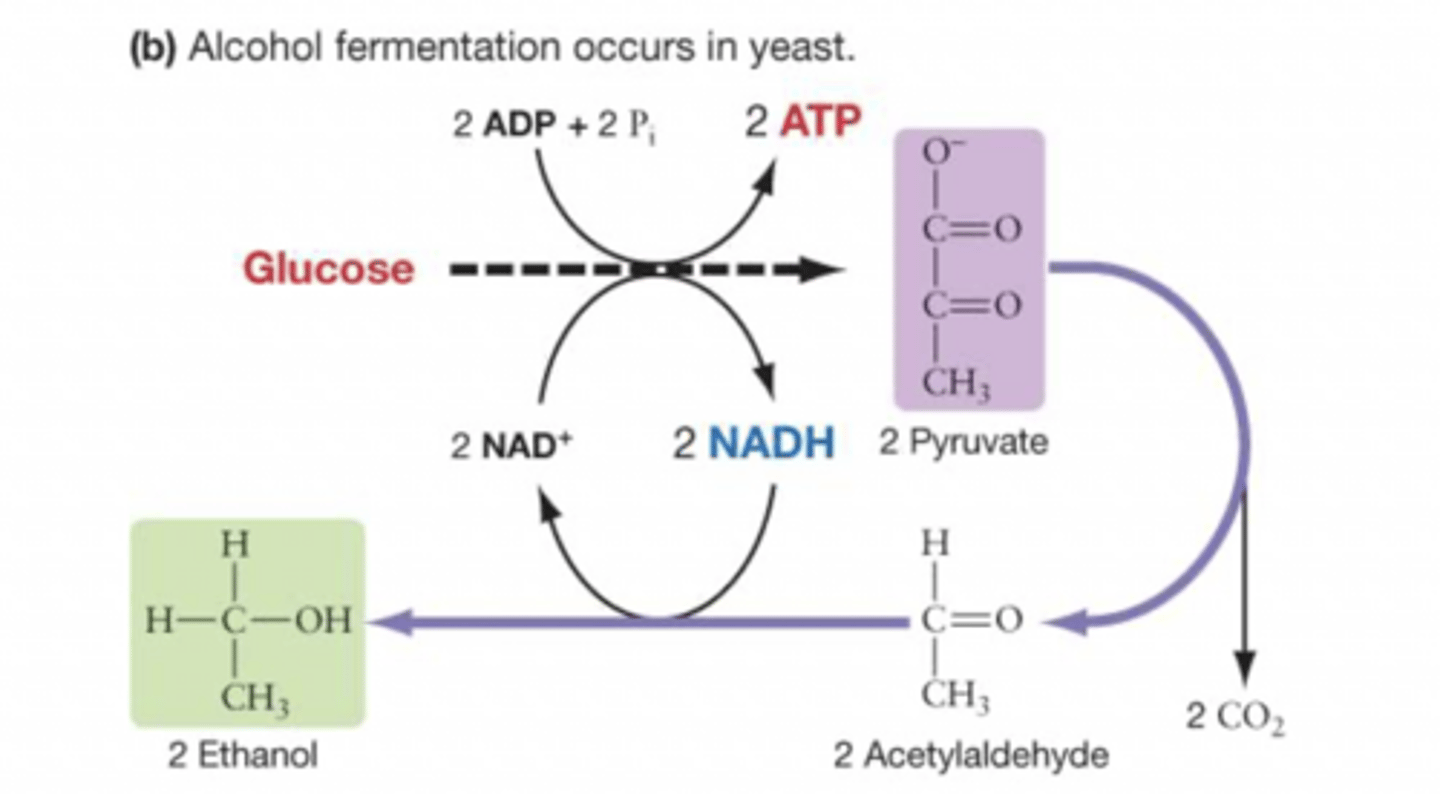 <p>their ability produce ethanol by alcoholic fermentation</p>