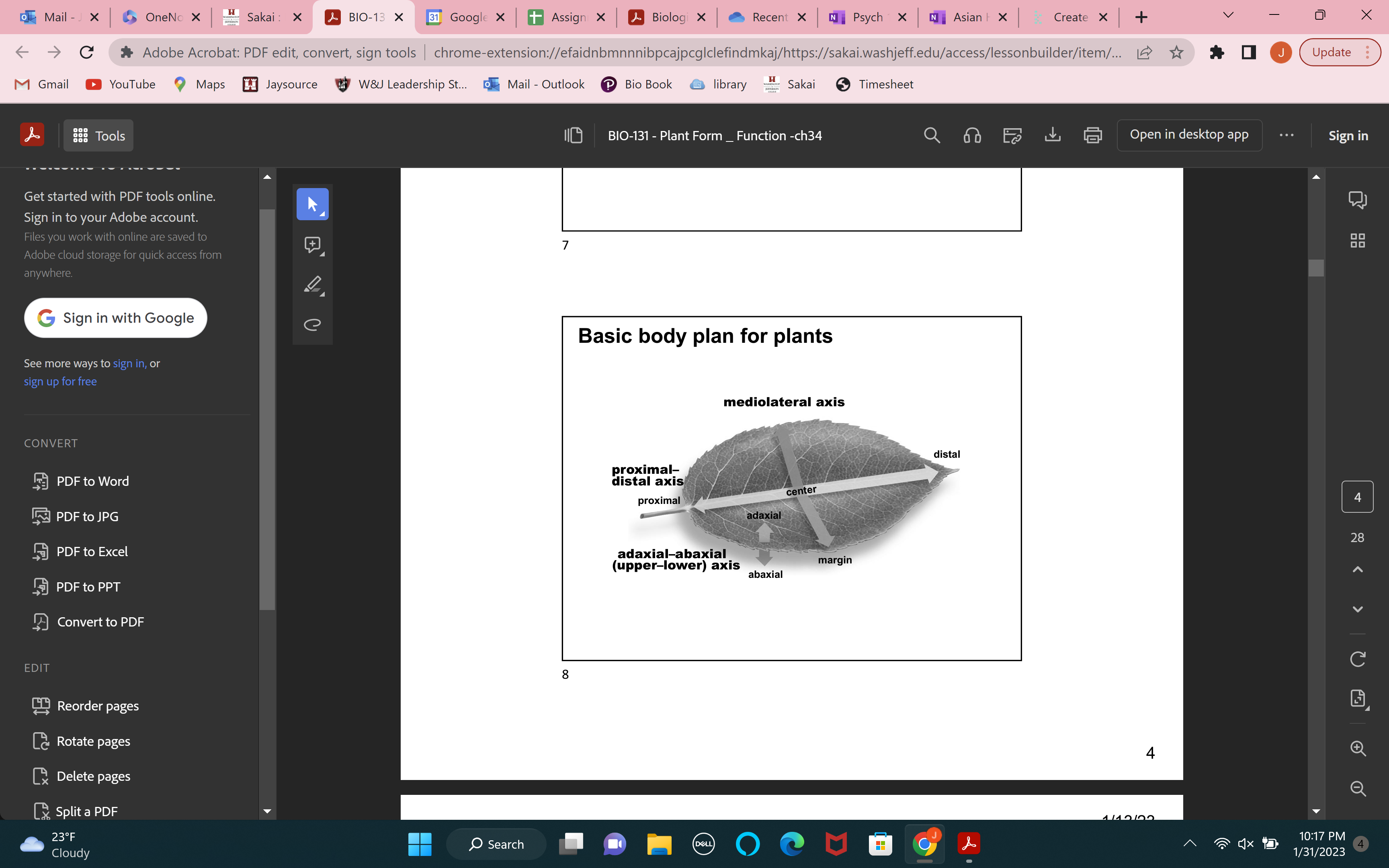 proximal-distal (stem to the tip of the leaf)

mediolateral axis (margin is on the other side)

adaxial-abaxial axis (adaxial-upper side abaxial- bottom side)