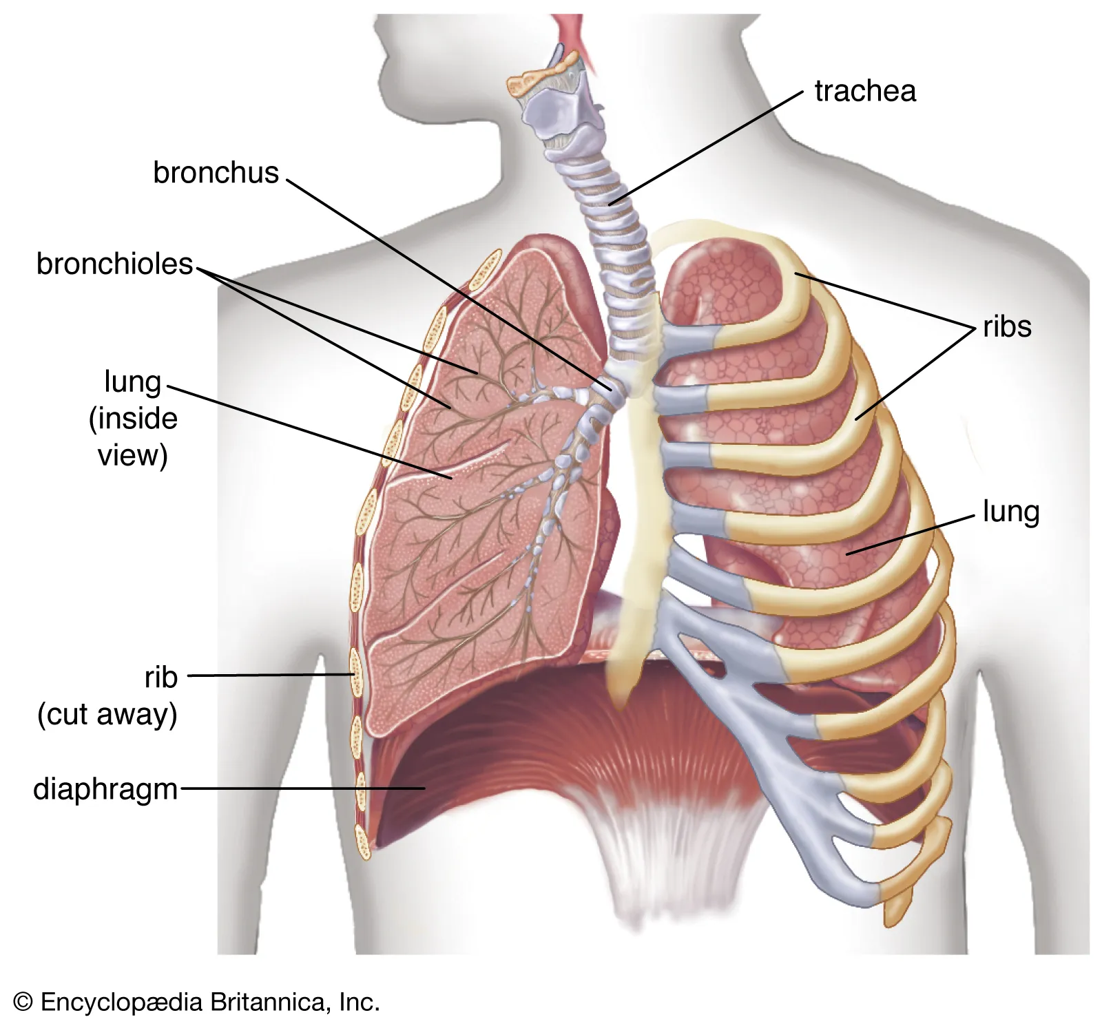 <p>dome-shaped muscle separating the thorax from the abdomen</p>