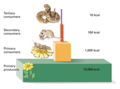 a diagram to show the energy contained in a food chain, web or community
