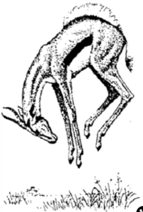 <p>Thomson’s Gazelles stot when they spot a predator→ jump and display white rump to predator</p>