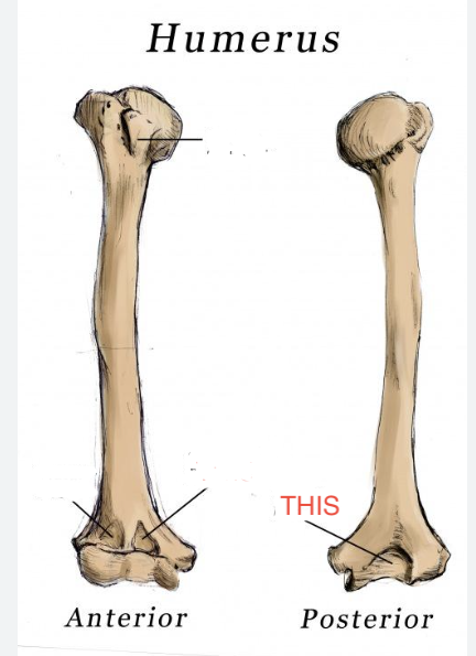 <p>Humerus</p>