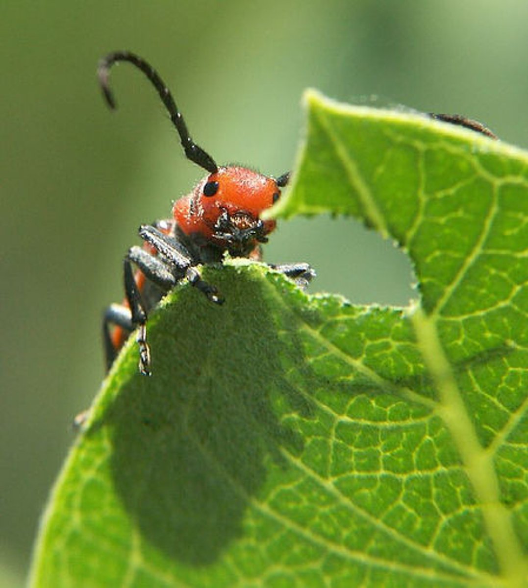 <p>an organism that consumes only plants</p>