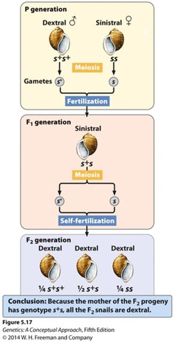 <p>Is Maternally Inherited; s+s and s+s+ mothers make a protein that results in dextral (right-handed) coiling.</p>