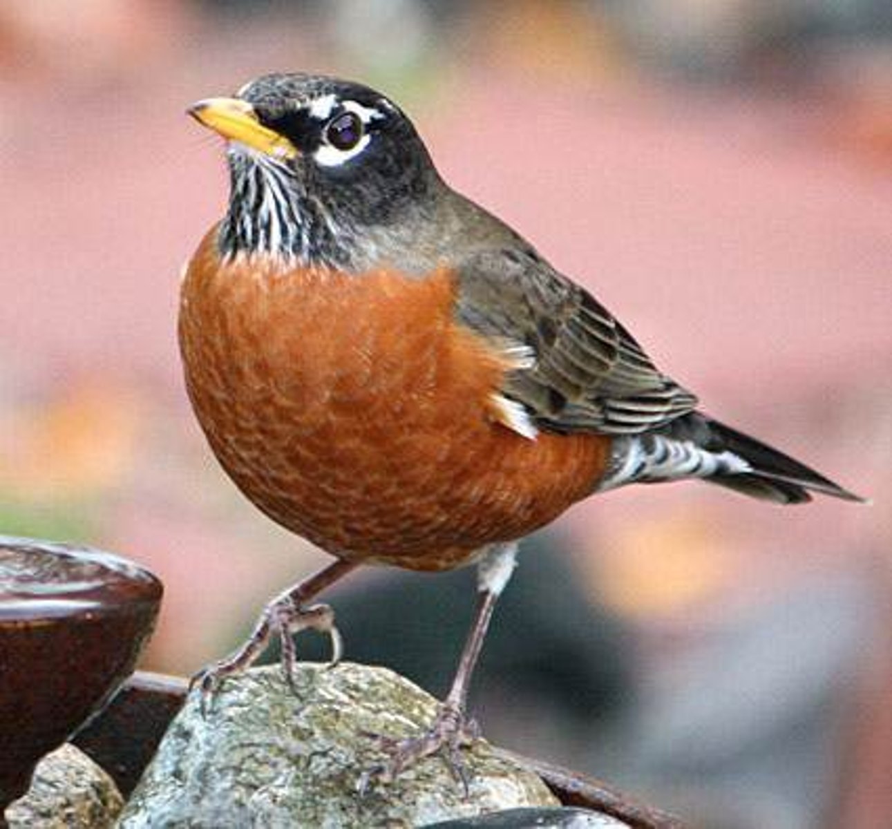 <p>American Robin</p>