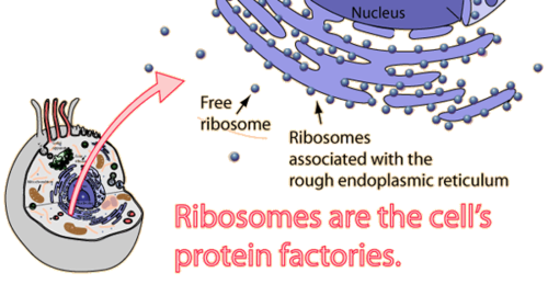 <p>Small particles made of RNA and protein found inside the cytoplasm or attached to the rough ER</p>