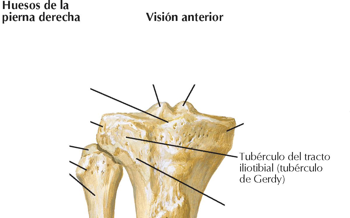 <p>En la cara anterolateral del cóndilo lateral se encuentra este tubérculo</p>