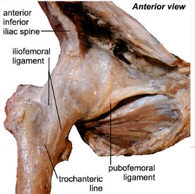 <p>anterior capsular ligaments so iliofemoral and pubofemoral are visible</p>