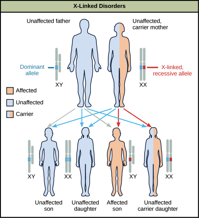 <p>Caused by mutations in genes on the X chromosome</p><p>More commonly expressed in males (who have only one X chromosome)</p>