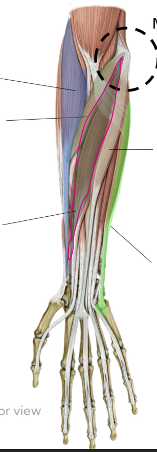 <p>Forearm Flexors (Superficial layer): Pronator Teres</p>