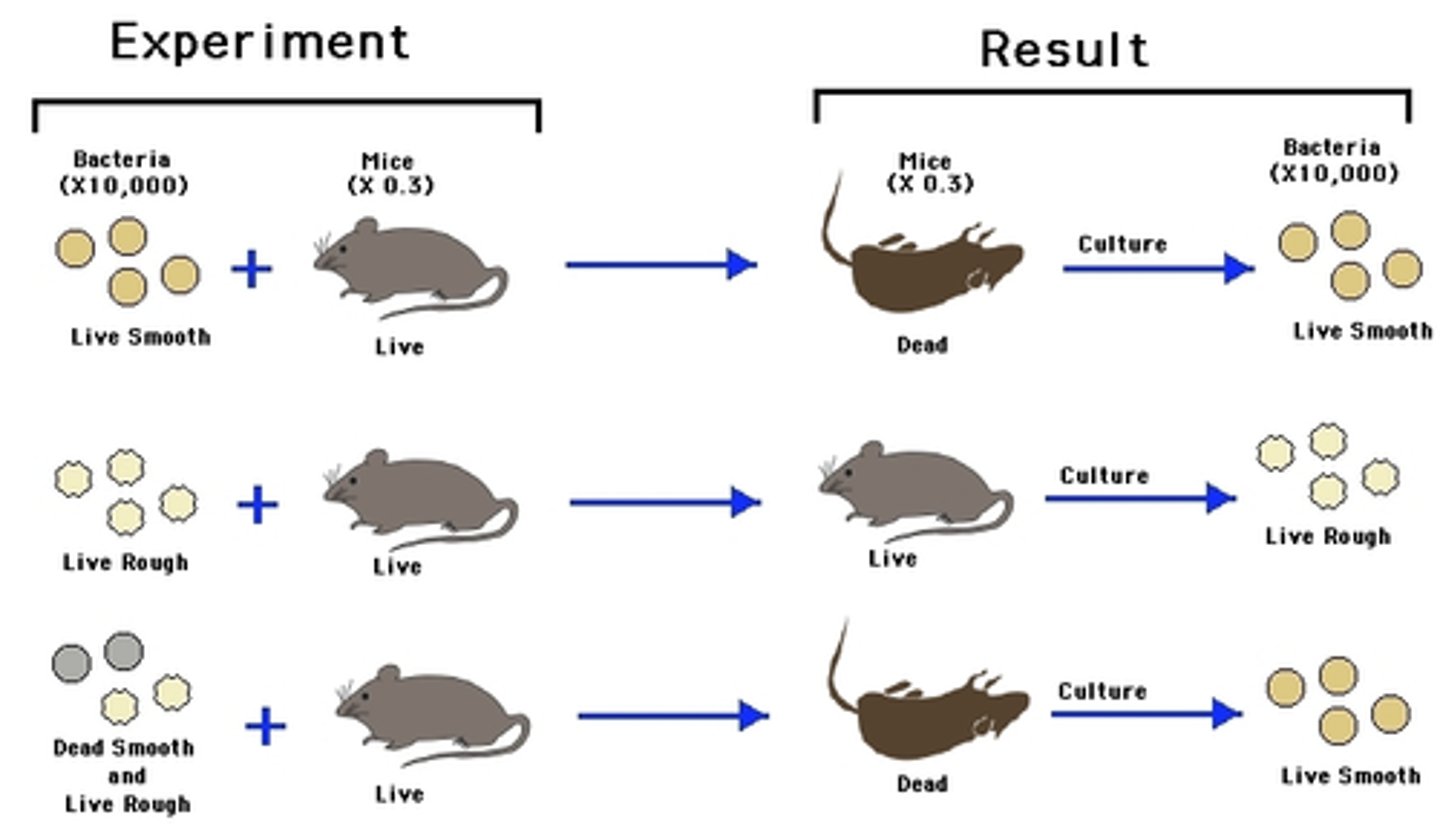 <p>experiment in which mice treated with killed S strain (deadly strain) and live R strain (non-pathogenic) caused mice to die. Live S strain was recovered from the mice, and the phenomena was named transformation</p>