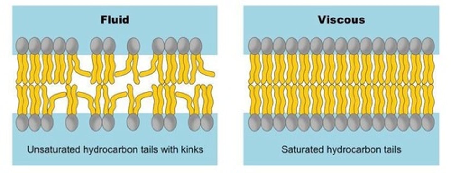 <p>Membrane fluidity is influenced by lipid composition (chain length, saturation) and temperature.</p>