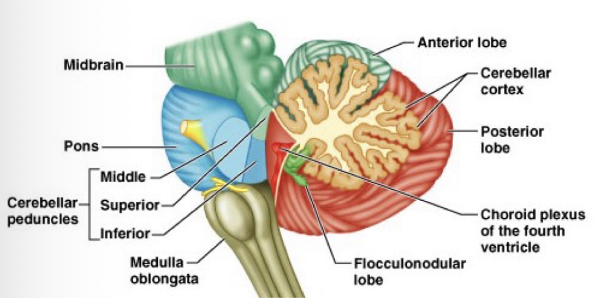 <ul><li><p>Two hemispheres - <strong>posterior lobe </strong>and <strong>anterior lobe</strong></p></li><li><p>A midline structure called the <strong>vermis</strong></p></li><li><p><strong>Cerebellar cortex</strong> - <mark data-color="yellow" style="background-color: yellow; color: inherit;">tightly folded layer of cells at the outer surface</mark> </p></li><li><p><strong>White matter </strong>underneath the cerebellar cortex composed of <mark data-color="yellow" style="background-color: yellow; color: inherit;">nerve fibres and cerebellar nuclei</mark></p></li><li><p>A <strong>ventricle</strong> at its base</p></li></ul><p></p>