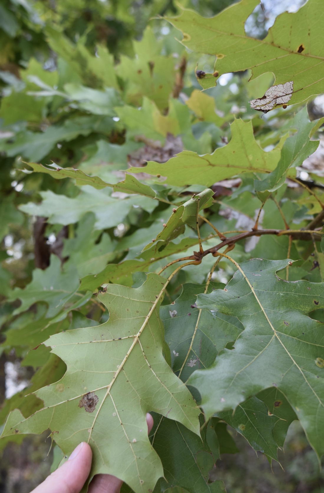 <p>northern red oak </p>