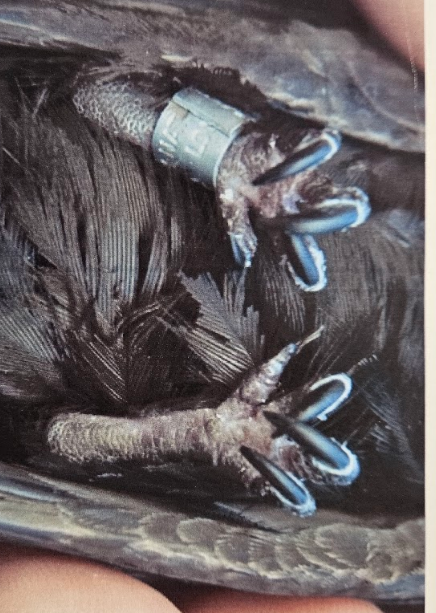 <p>all four toes are in front, the hallux being turned around towards the front</p>