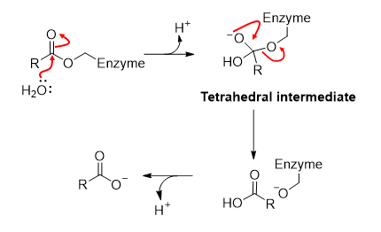 <p><span><span>Mechanism is similar, with formation of tetrahedral intermediate. This time, water is the nucleophile and the enzyme-O- is the leaving group.</span></span></p>