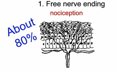 <p><span>Free nerve endings (nociceptors)</span></p>
