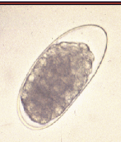 <p>trichostrongyle type eggs</p>