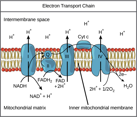 electron transport chain