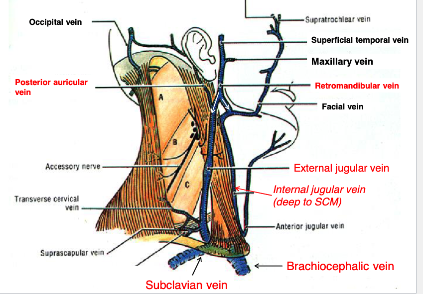 <p>brachiocephalic v.</p>