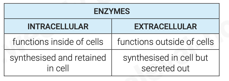 <ul><li><p>enzymes are globular proteins that catalyse metabolic reactions</p></li><li><p>function as biological catalysts</p></li><li><p>specific in nature</p></li><li><p>precise 3D shape with hydrophilic R-groups on the outside ensuring they’re soluble</p></li><li><p>possess active sites which are clefts to which a substrate can bind</p></li></ul><p></p>