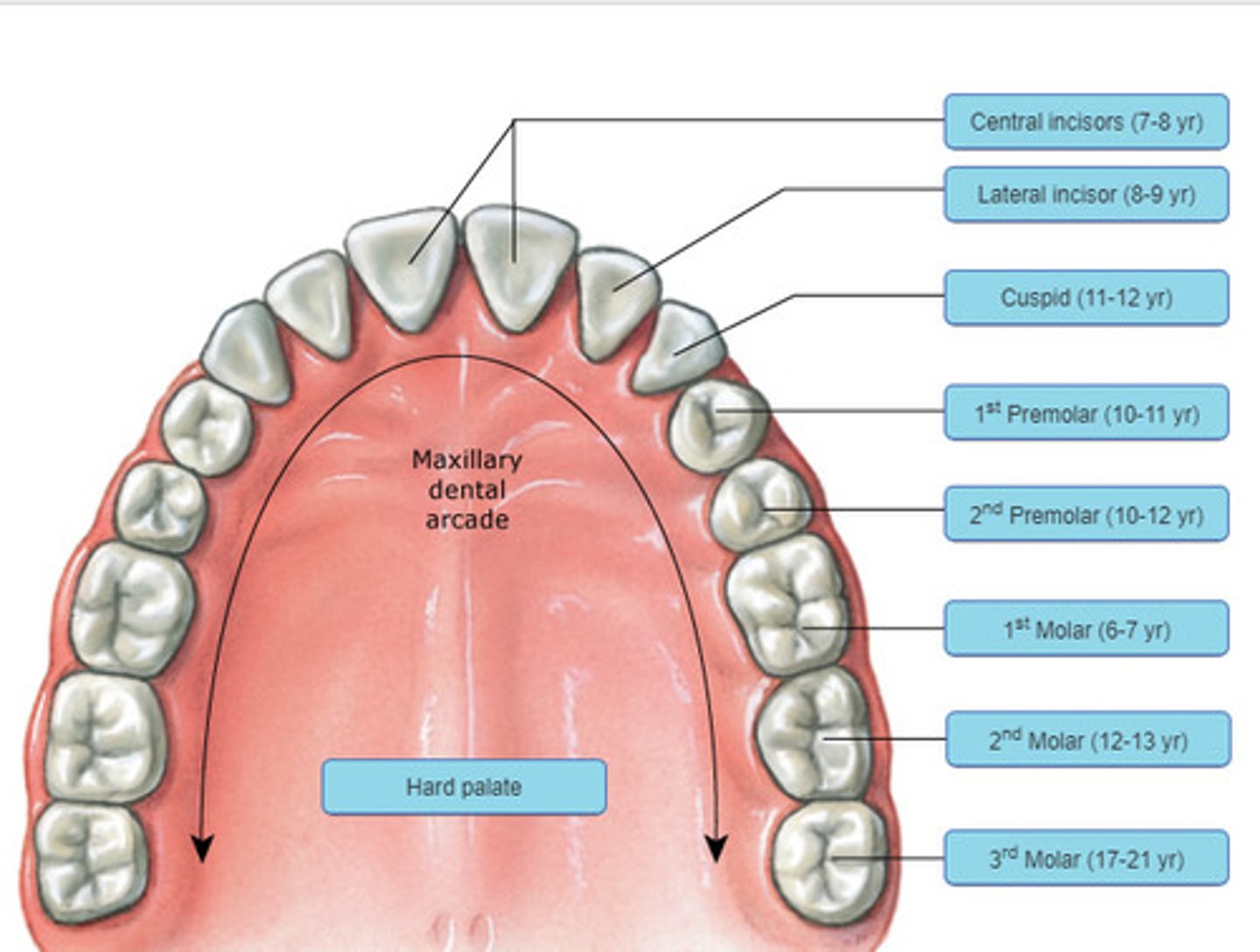 knowt flashcard image