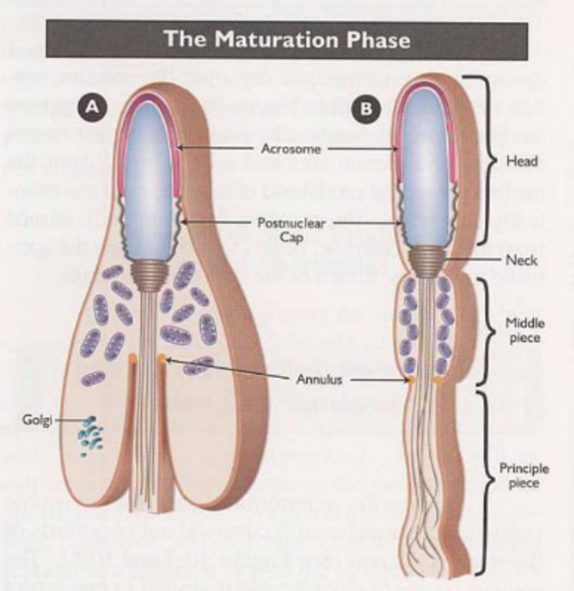 <p>mitochondria accumulate around flagellum</p>