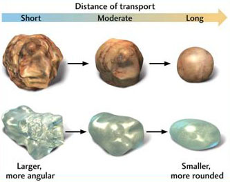 <ul><li><p><strong>Coarse-grained (Conglomerate, Sandstone)</strong> → High-energy environments (rivers, beaches).</p></li><li><p><strong>Fine-grained (Siltstone, Shale)</strong> → Low-energy environments (deep ocean, lakes).</p></li></ul><p></p>