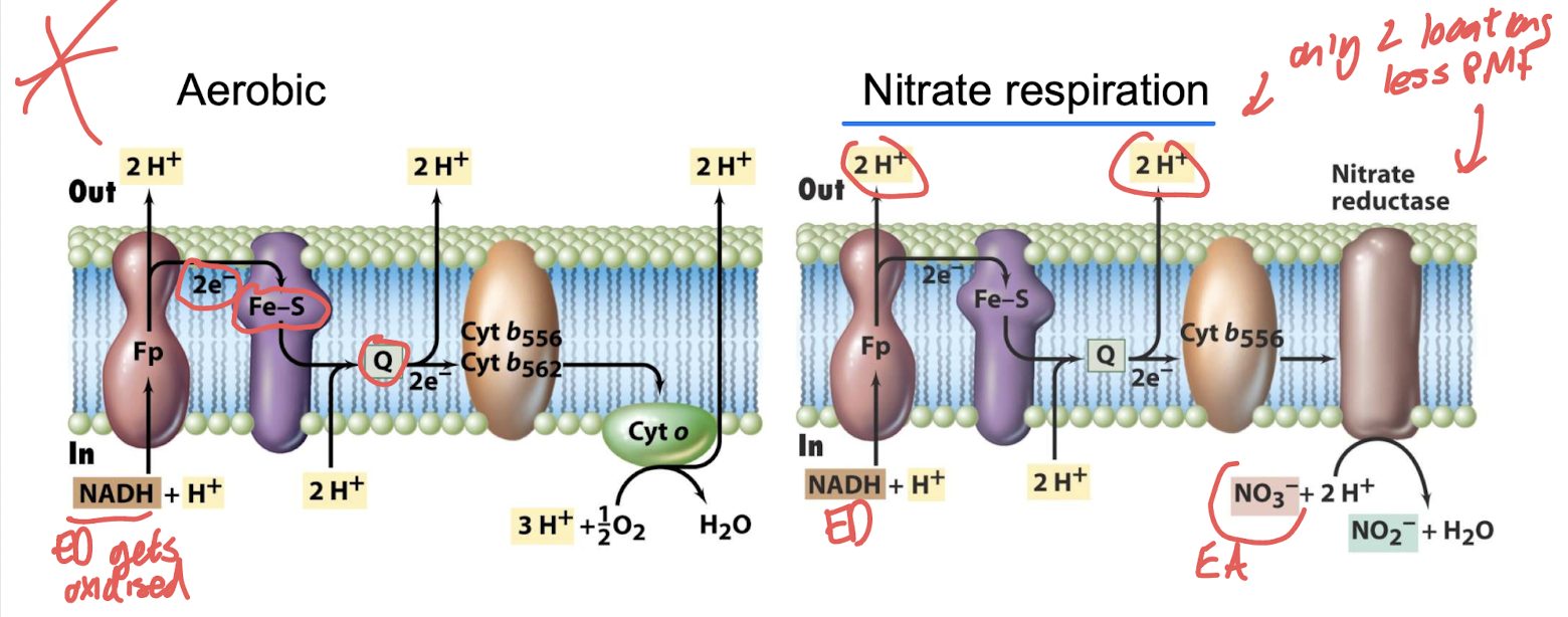 <p><strong>aerobic; anaerobic.</strong></p>