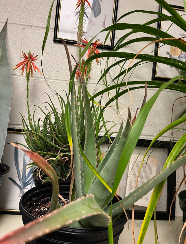 <ul><li><p>very distinct smell</p></li><li><p>fleshy </p></li><li><p>does not seed</p></li><li><p>panicled flowering</p></li><li><p>spreads through rhizotomous growth</p></li><li><p>indented</p><ul><li><p>when you squish it the liquid comes out</p></li></ul></li></ul><p></p>