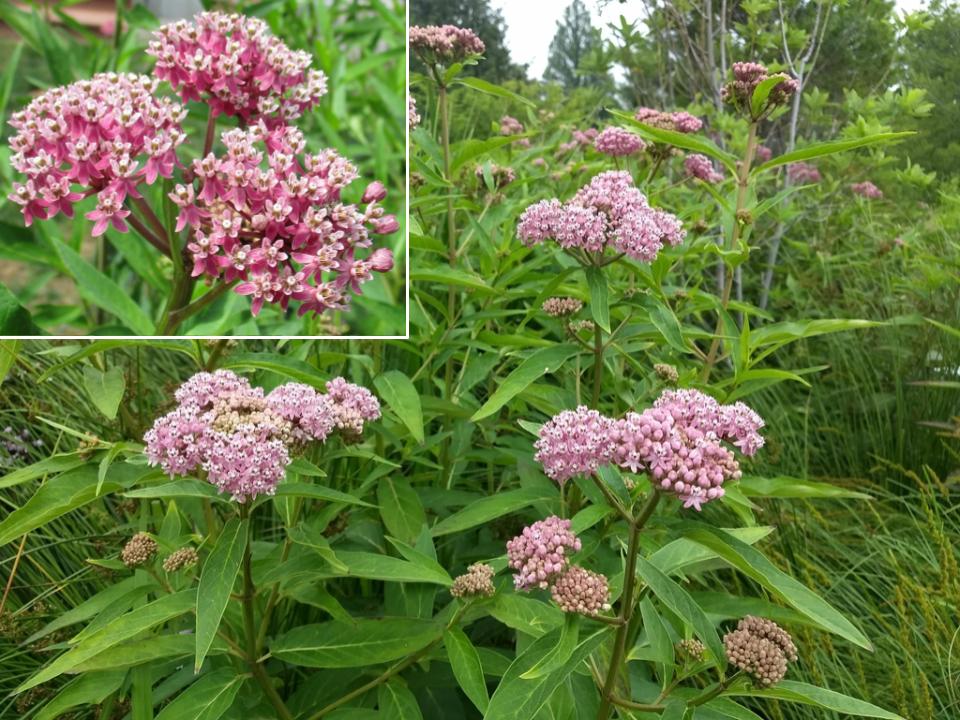 Swamp Milkweed