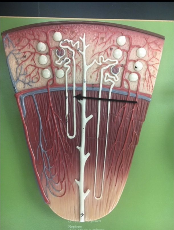 <p>Name the structure </p>