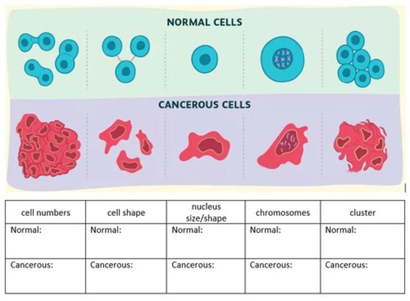 <p>Cancerous cells exhibit uncontrolled cell growth due to mutated cell cycle regulators.</p>