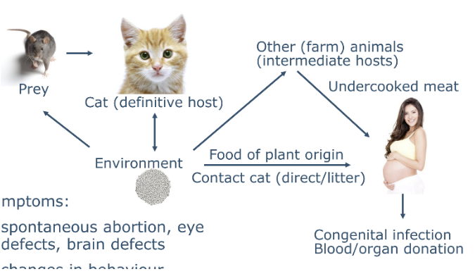<p><span style="line-height: 19px;">Meat (cat faeces)&nbsp;</span></p><p class="Paragraph SCXW92833404 BCX0" style="text-align: left;"><span style="line-height: 19px;">Cat is definitive source- full growth circle takes place inside cat&nbsp;</span></p><p class="Paragraph SCXW92833404 BCX0" style="text-align: left;"><span style="line-height: 19px;">Cat then produces oocysts that then released into environment&nbsp;&nbsp;</span></p><p class="Paragraph SCXW92833404 BCX0" style="text-align: left;"><span style="line-height: 19px;">Rats and mice may eat contaminated grass etc&nbsp;</span></p>