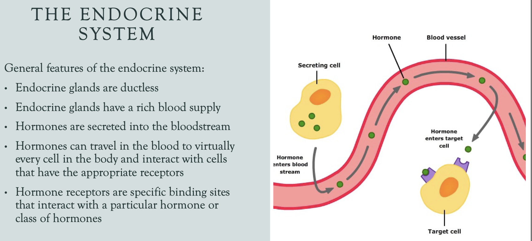 <ul><li><p>endocrine glands are DUCTLESS and have a RICH BLOOD SUPPLY</p></li><li><p>hormones are secreted into bloodstream and can travel in the blood to virtually every cell in the body + interact with cells that have appropriate receptors</p></li><li><p>hormone receptors are specific binding sites that interact with particular hormone or class of hormones</p></li></ul><p></p>