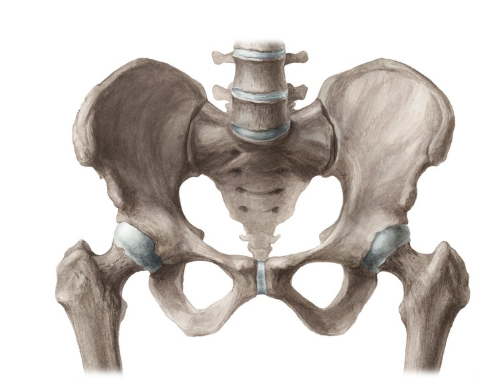 <p>What bone is this?</p>