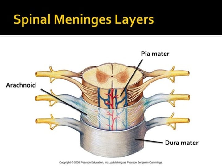 <p>-dura mater</p><p>-arachnoid mater</p><p>-pia mater</p>