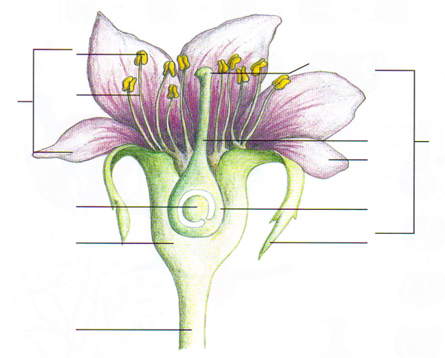 Page 179 flower parts diagram