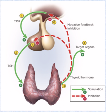 <p>stretching of uterus increases oxytocin release, MORE contractions, MORE stretching, etc. until delivery</p>