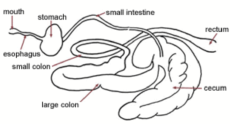 <p>Enormous hindgut (20-30L capacity) filled with <strong>bacteria</strong>. SCFA provide <strong>70% of total energy</strong> needs for host (bulk from hindgut fermentation). Site for the <strong>production of vitamins</strong>.</p><p>Signs of an energy or nutrient deficiency: <strong>coprophagy</strong> (eating dung/feces).</p><ul><li><p>Young animals eating feces colonize their guts with bacteria.</p></li></ul><p></p>