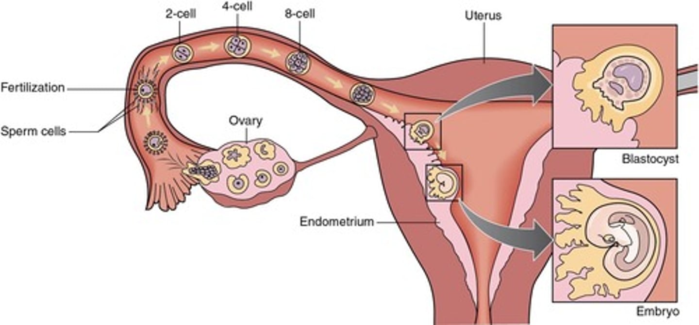<p>process in which the blastocyst attaches to the wall of the uterus</p>