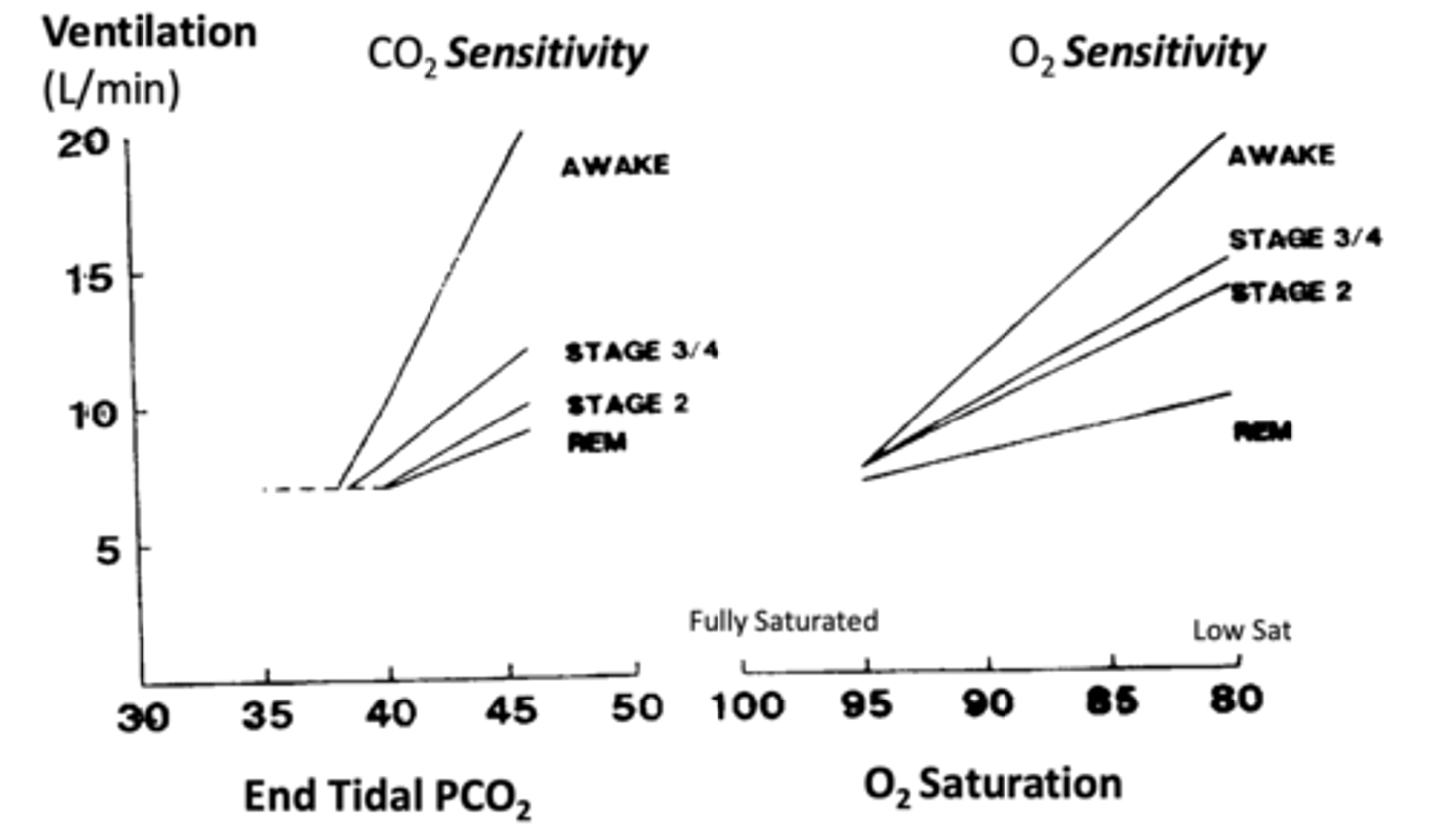 <p>- Wakefulness: Highest sensitivity to CO2 changes. Lower threshold.</p><p>- Non-REM Sleep (3,4,2): Reduced ventilatory response (flattened sensitivity). Higher threshold. </p><p>- REM Sleep: Lowest sensitivity, highest threshold.</p>